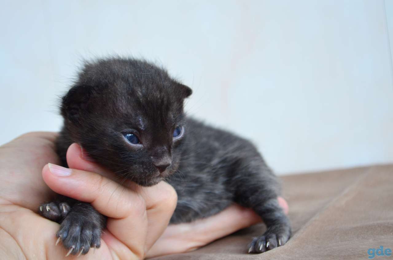 Бенгальский котенок меланистик, фотография 3