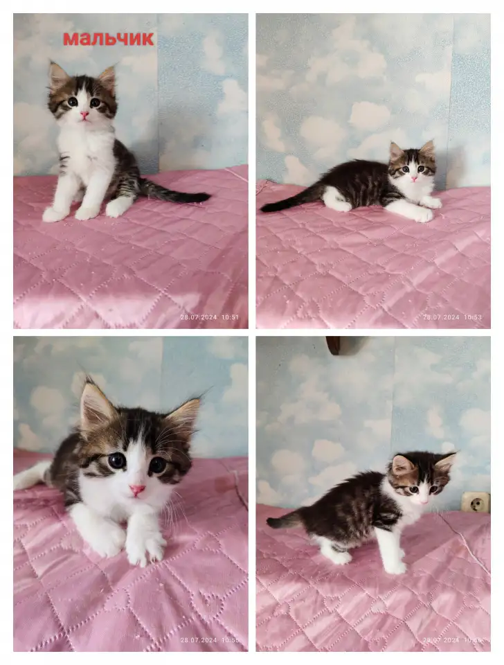 Котята в добрые руки, фотография 4
