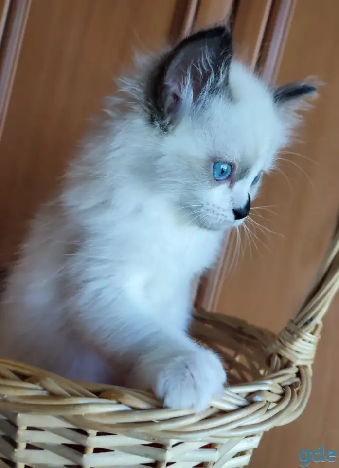 КОТЯТА  РЭГДОЛЛ, фотография 12