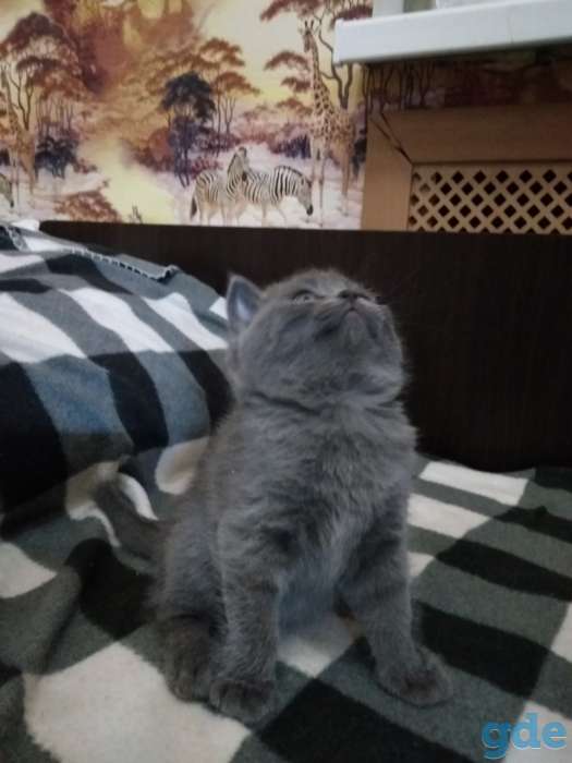 Милые ШОТЛАНСКИЕ КОТЯТА, фотография 2