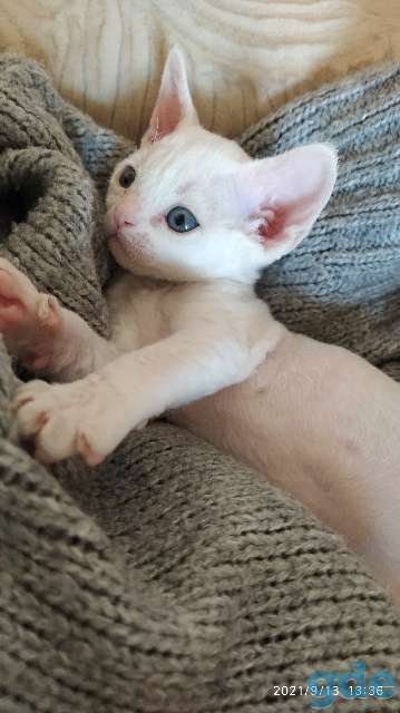 Котенок, фотография 2