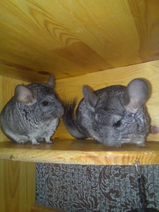  2 шиншиллы с клеткой, фотография 1