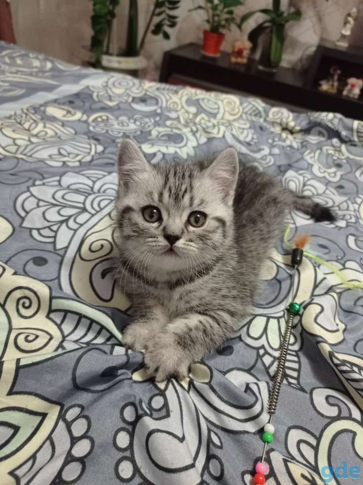 Шотланский котенок, фотография 2