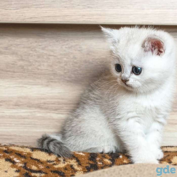 Шотландский котенок мальчик, фотография 6
