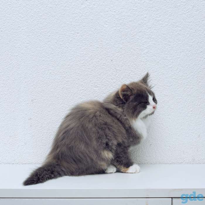 котята в дар, фотография 1