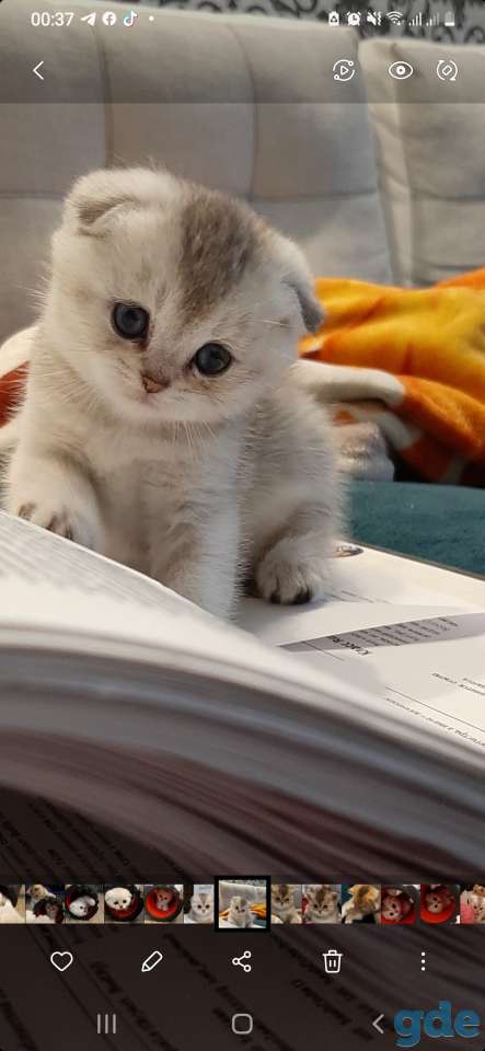 Котята, фотография 4
