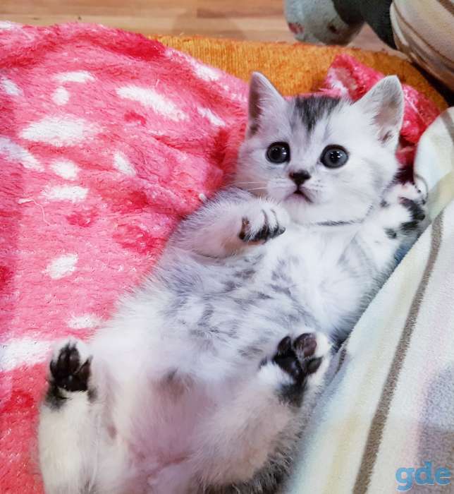 Котятки шиншиллятки,шотландские девочки., фотография 2