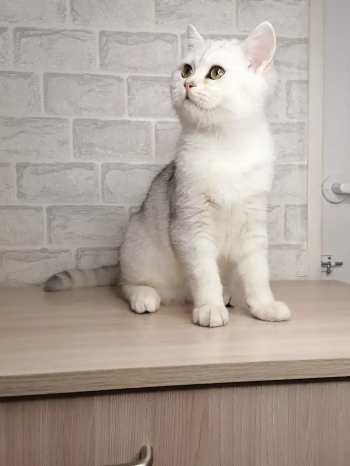 Британский котёнок, фотография 2