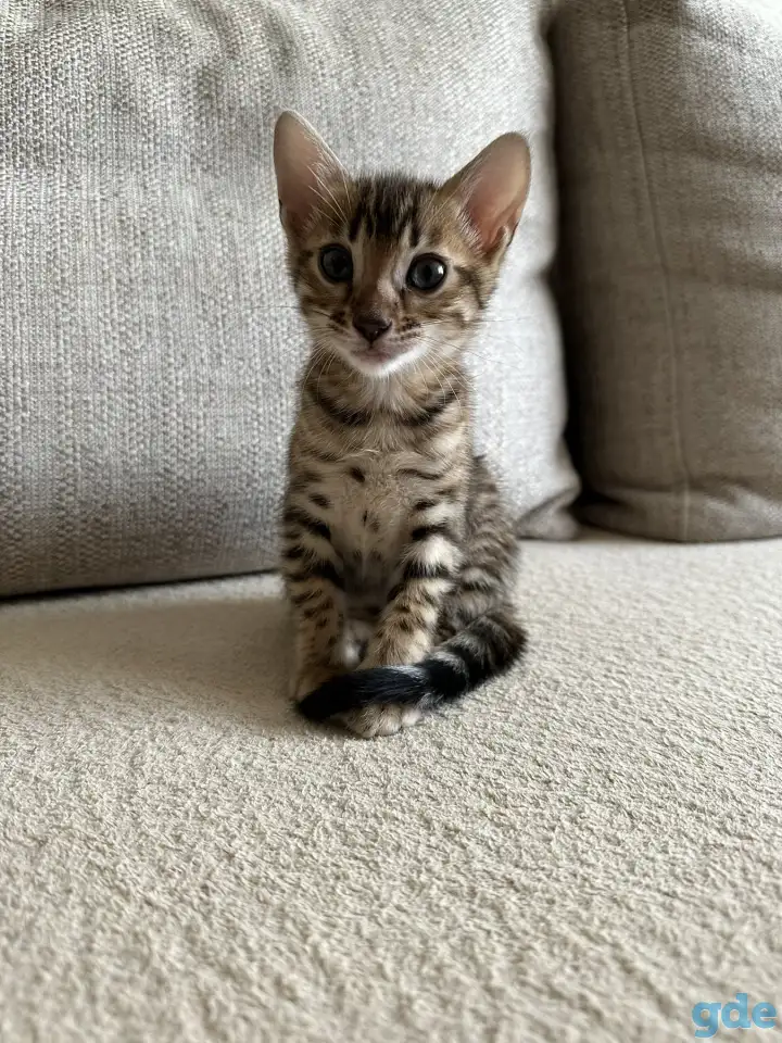 Котенок бенгальский, фотография 3