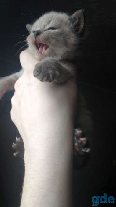 Шотландские котята, фотография 9