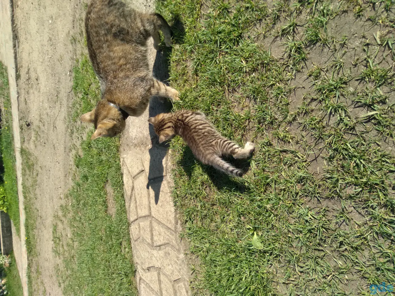 котенок девочка, фотография 2