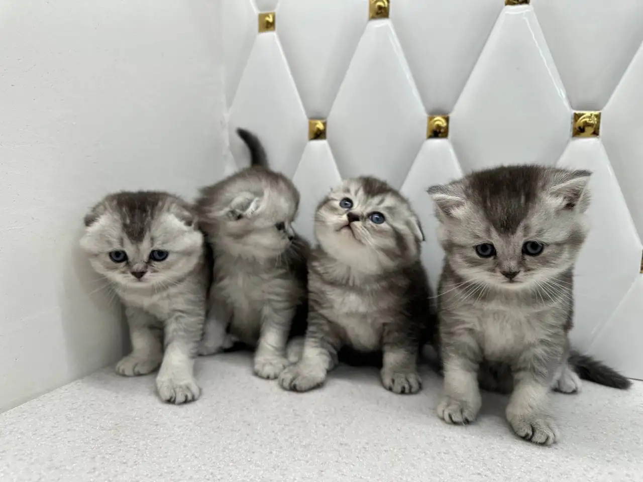 Шотландские котята, фотография 1