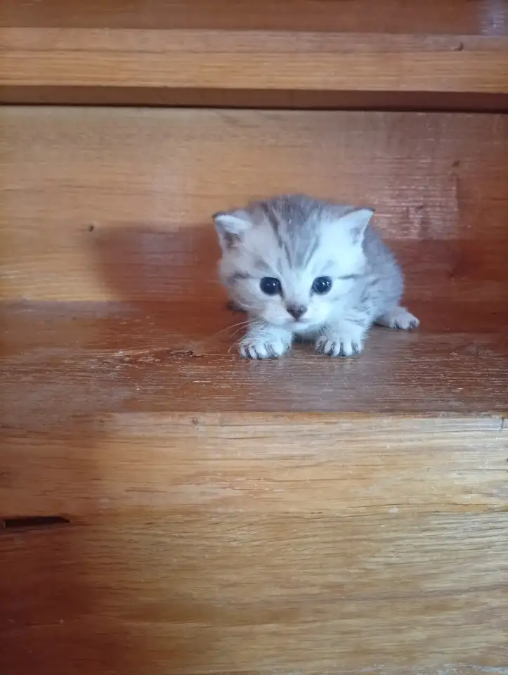 Котята, фотография 3