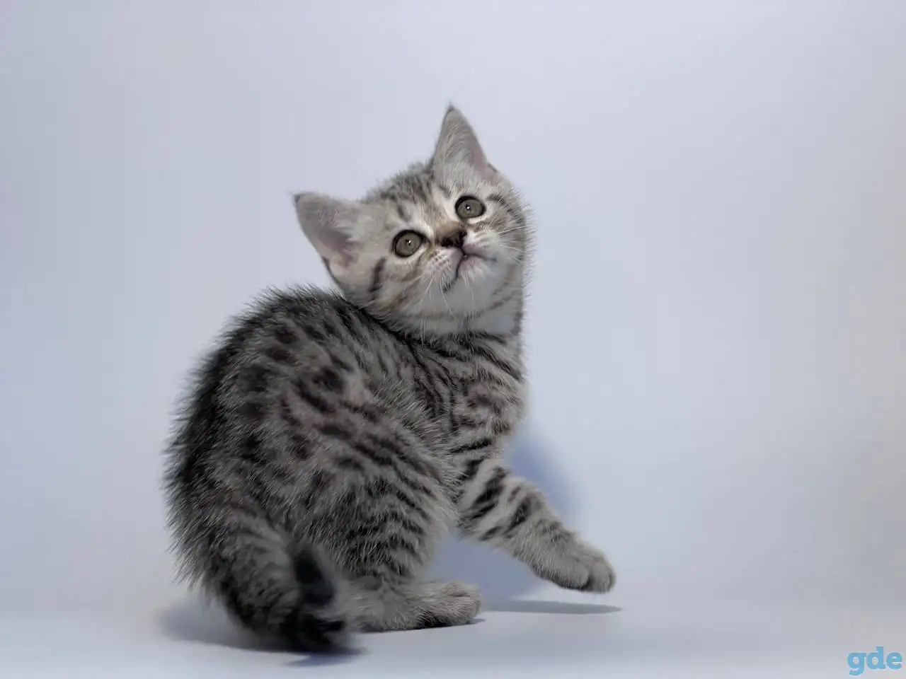 Котенок шотландский прямоухий, кот, окрас SFS 71 ns24, серебро, фотография 5