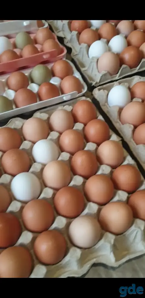 продам домашние яйца, фотография 1