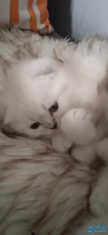 Шотландские котята, фотография 12