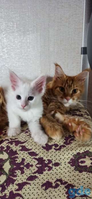 Продам котят породы Мейн-кун, фотография 5