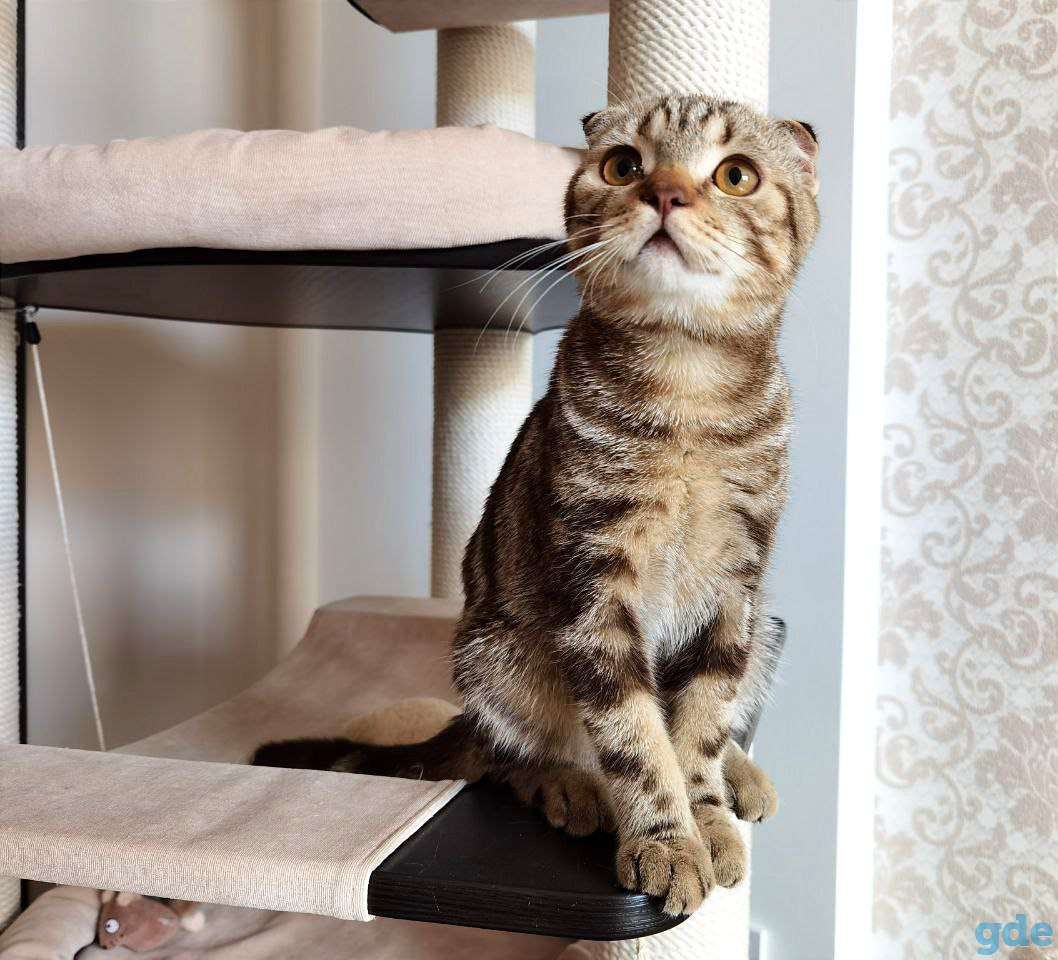 Шотландский котенок Шоколадный мрамор, фотография 4