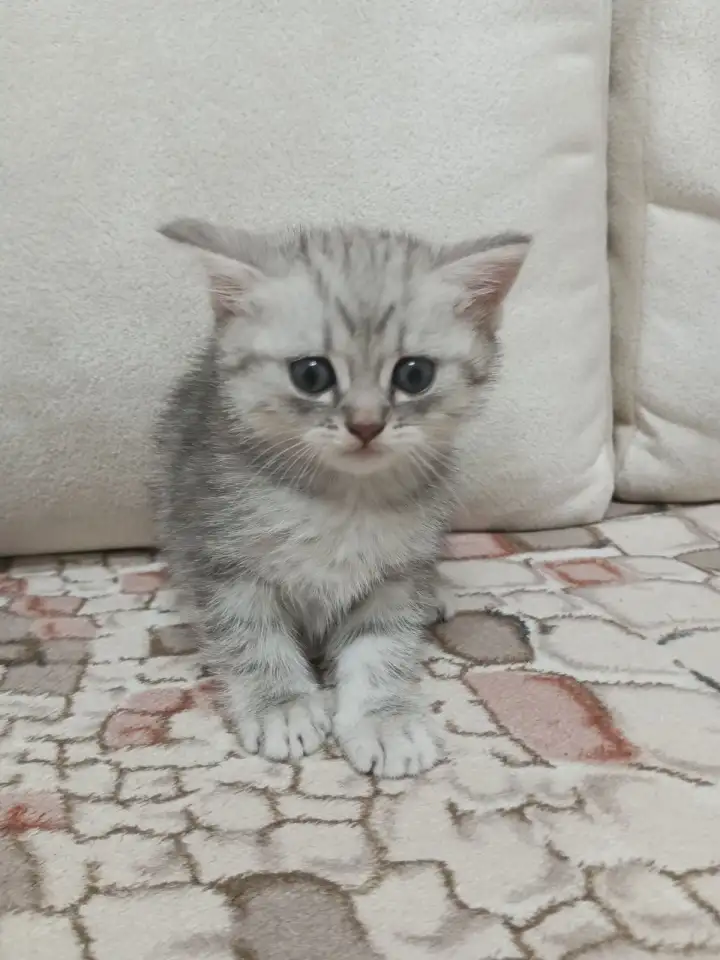 Шотландский котенок, фотография 3
