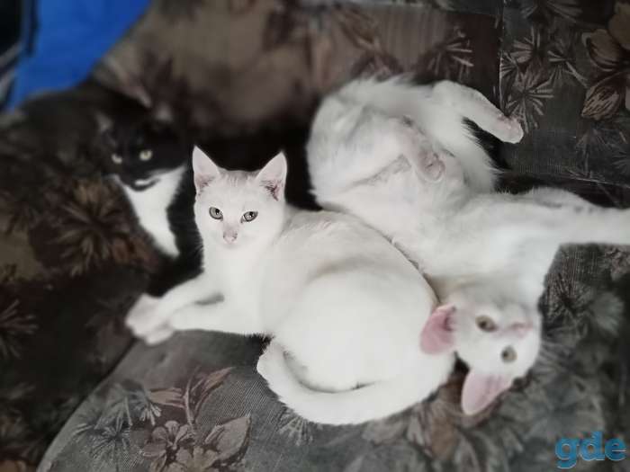 Отдам котят., фотография 4
