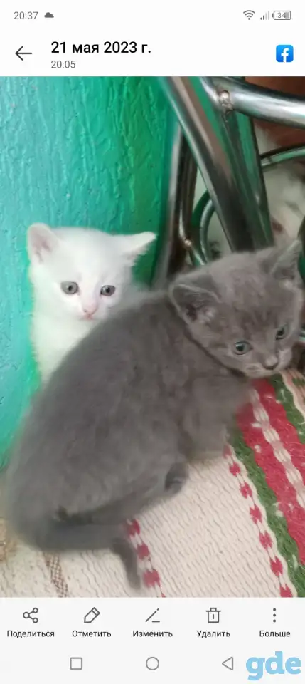 Отдам котят в добрые руки, фотография 1
