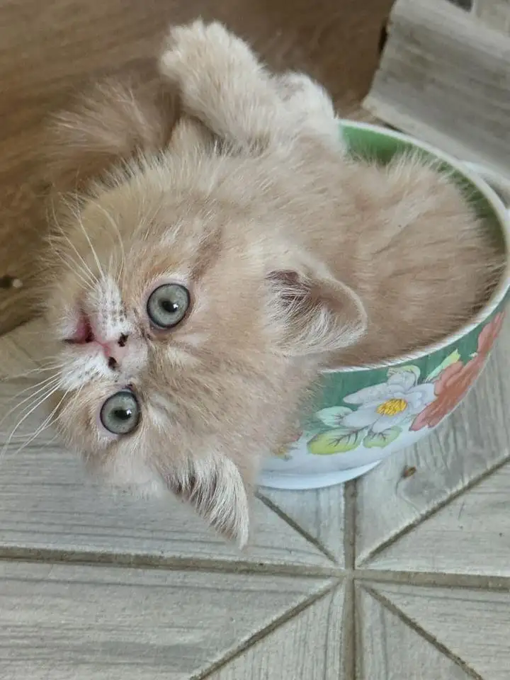 Экзотические котята, фотография 5