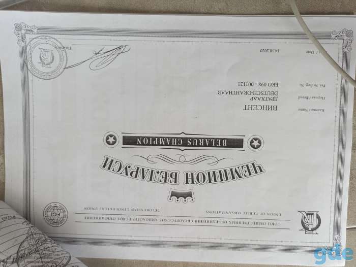 Щенки дратхаара, фотография 3