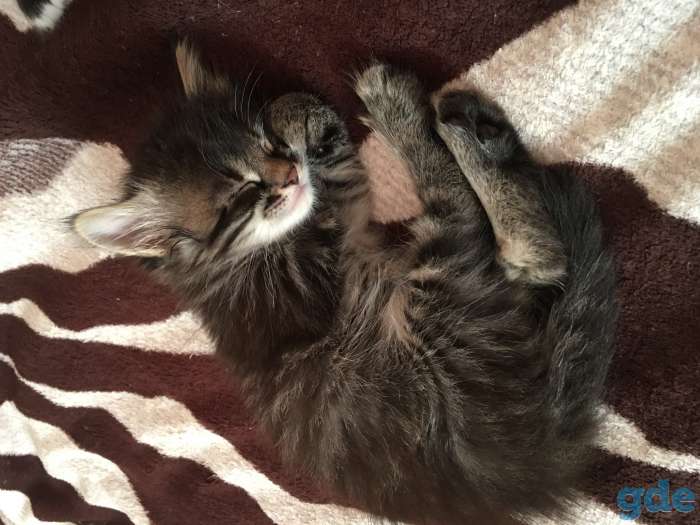 Котята, фотография 9