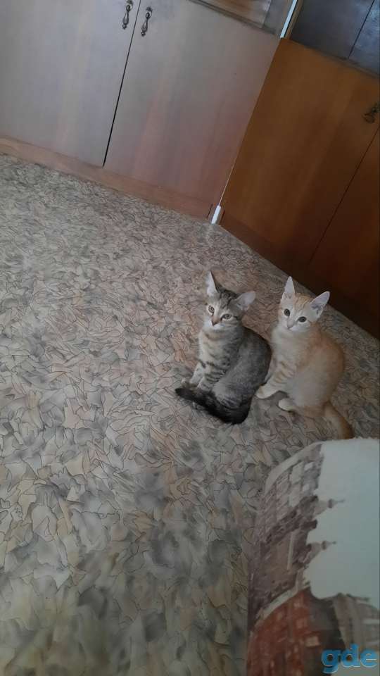 Отдам в дар котенка, фотография 1