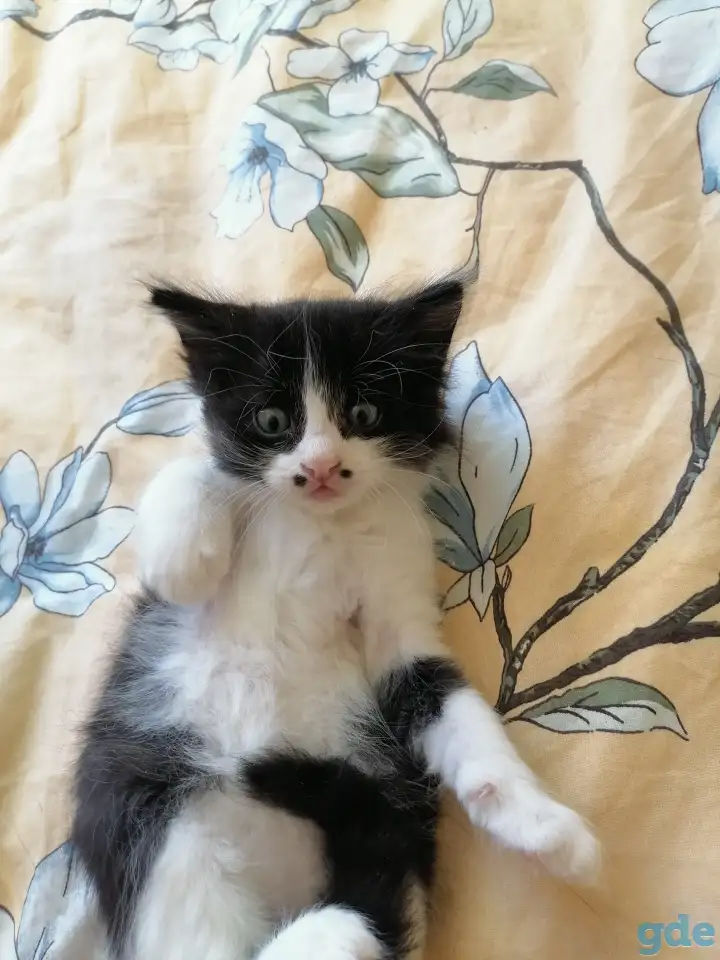 Отдам котят, фотография 1