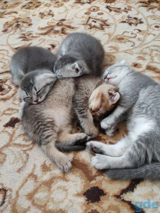 Шотландские котята, фотография 3