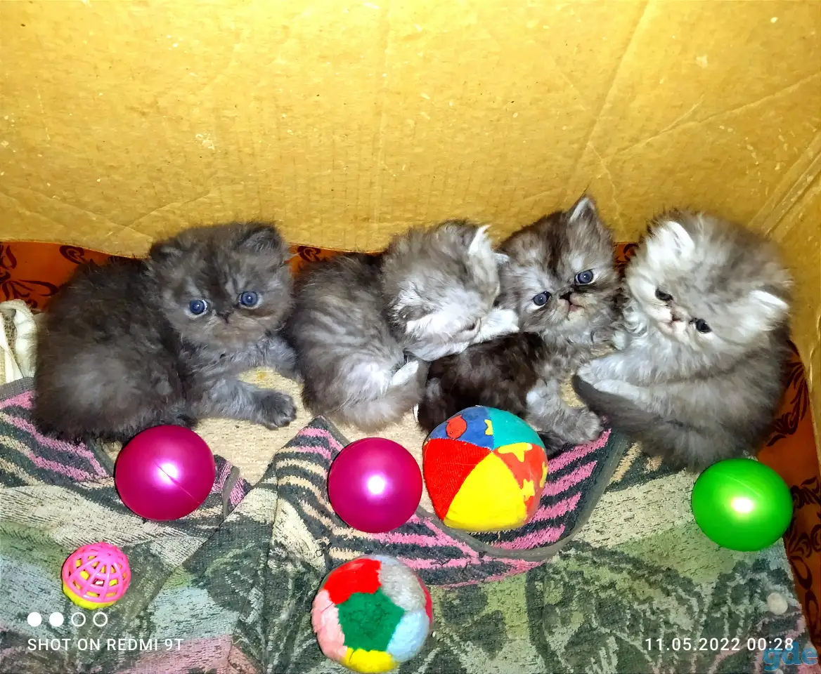 Персидские котята экстремального типа. Персы., фотография 16
