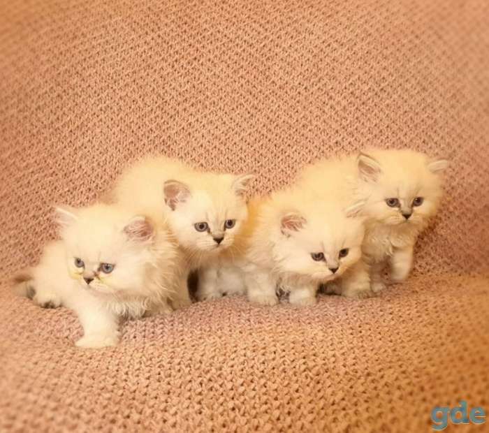 Британские котята, фотография 5