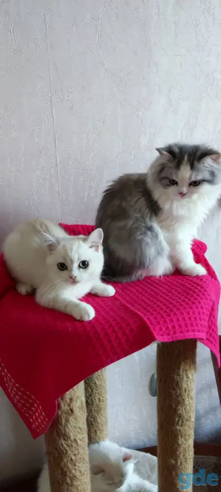 Шотландские котята с голубыми глазами, фотография 7
