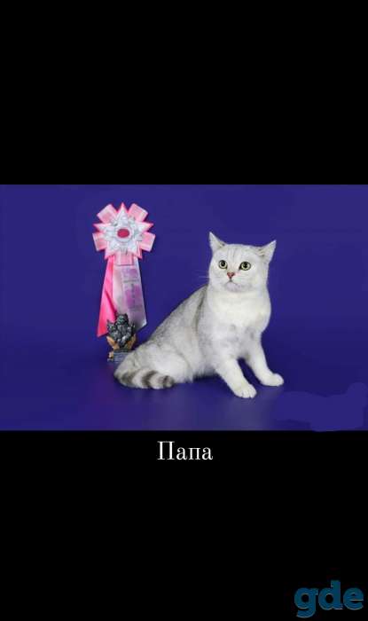 Котёнок, фотография 7