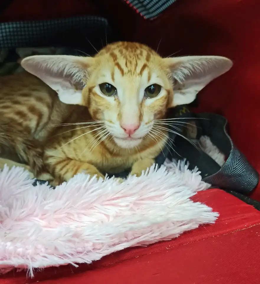 Ориентальные котята, фотография 5