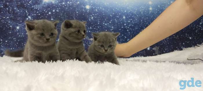 Шотландская кошечка, фотография 1