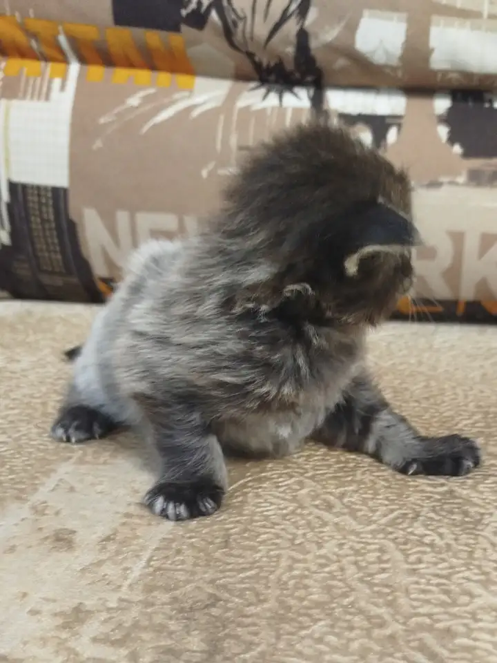 Котята мейн кун, фотография 9