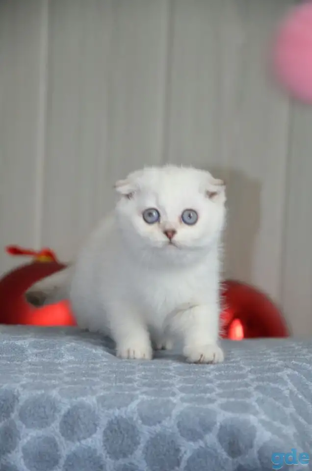 Шотландские котята, фотография 2