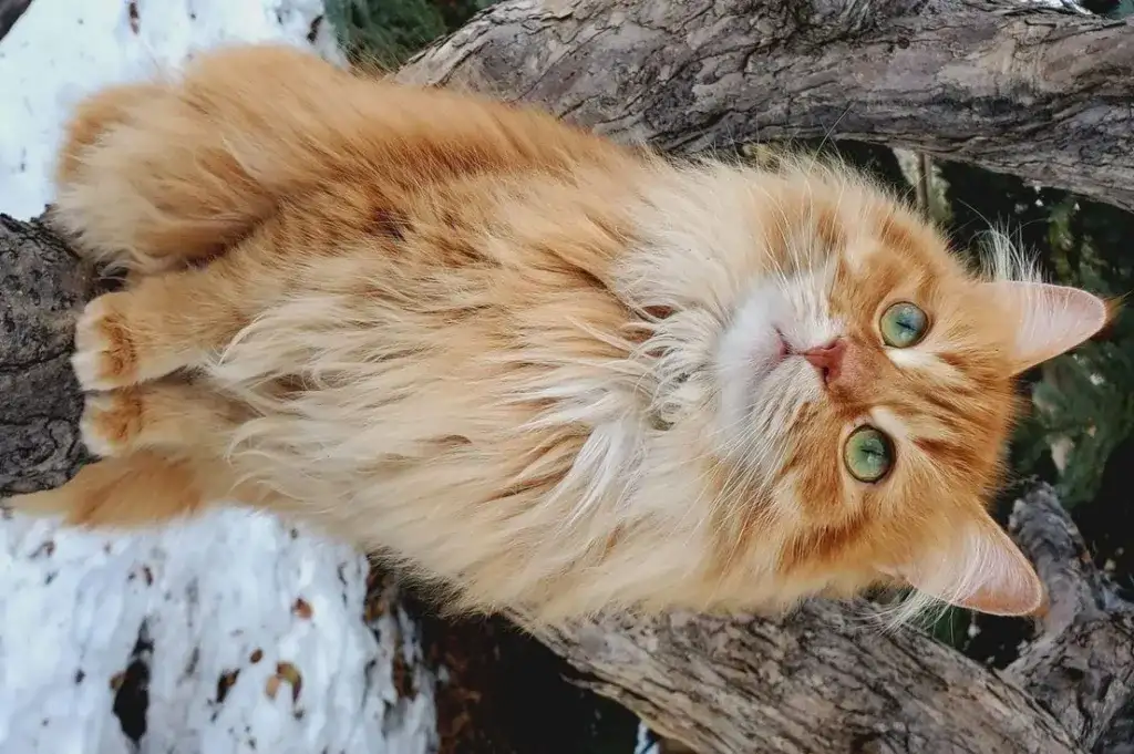 Кошка Лиза, фотография 2