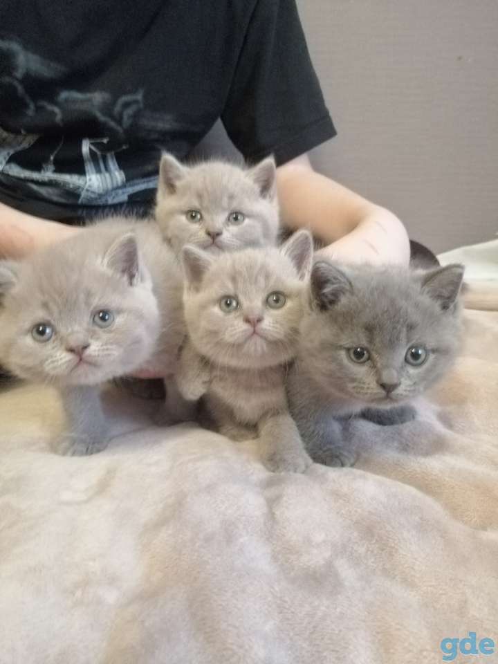 Котята Британские, фотография 1