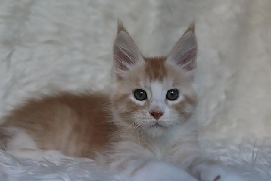 Котенок мейн-кун ищет любящих хозяев., фотография 5