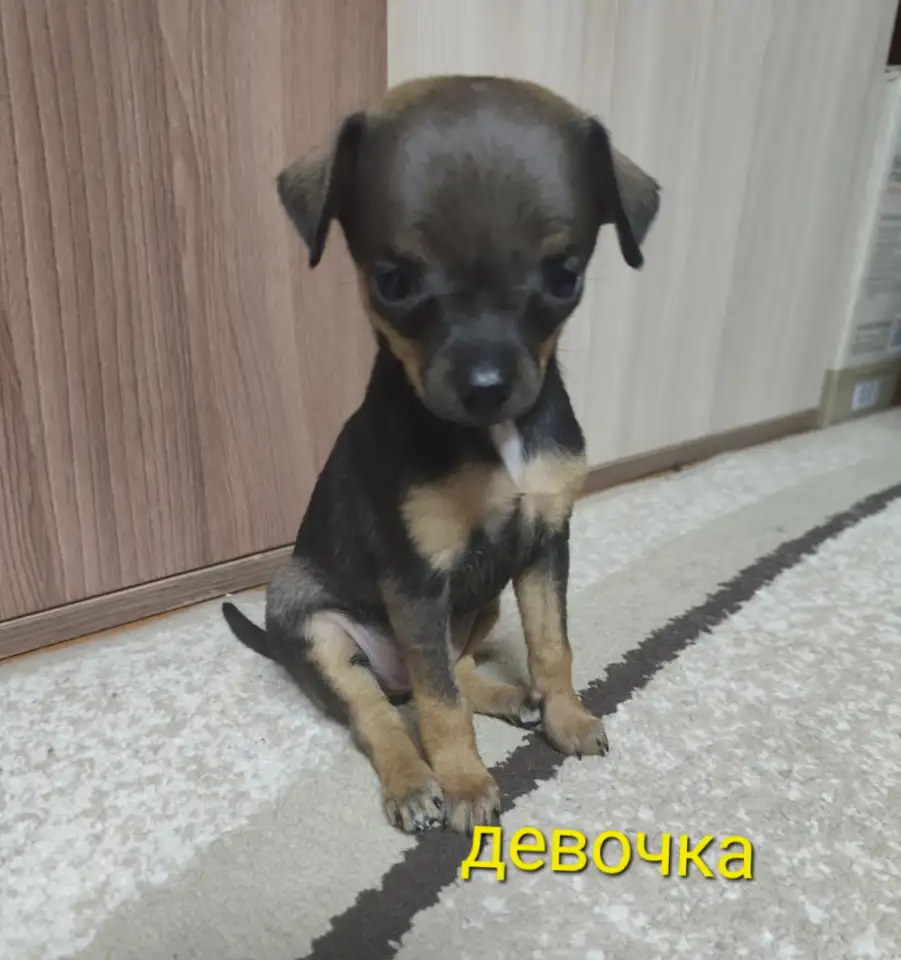Щенки той-терьера, фотография 3