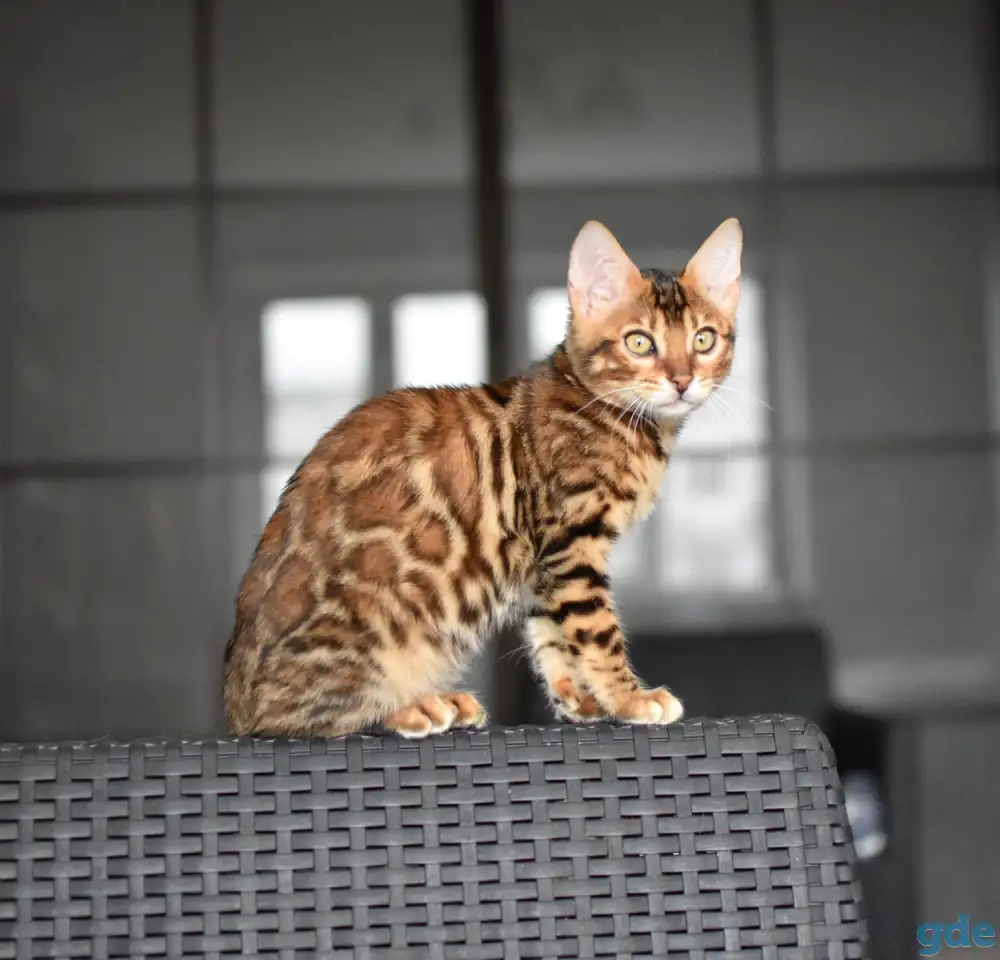 Бенгальские котята: девочка, фотография 4