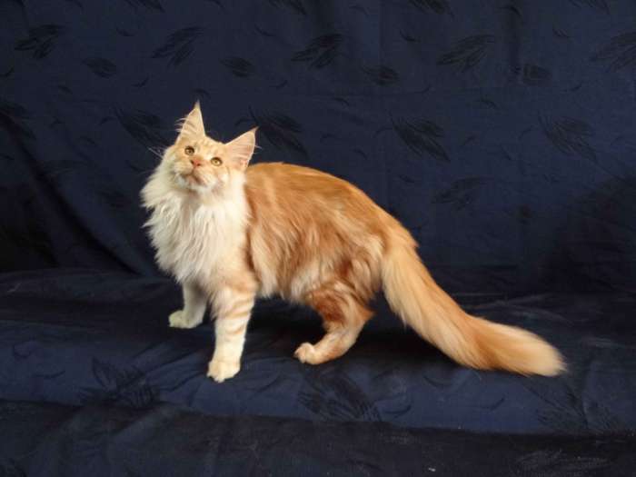 Котёнок Мейн-кун, фотография 8