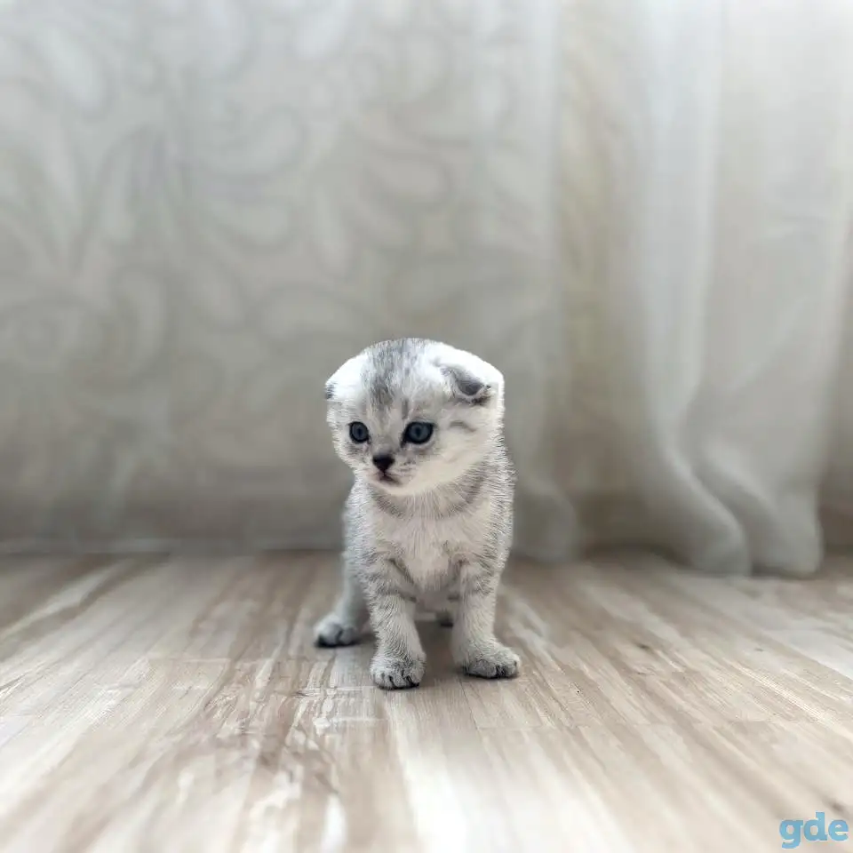 Шотландские котята, фотография 2