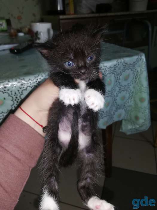Котята в самые любящие руки, фотография 3