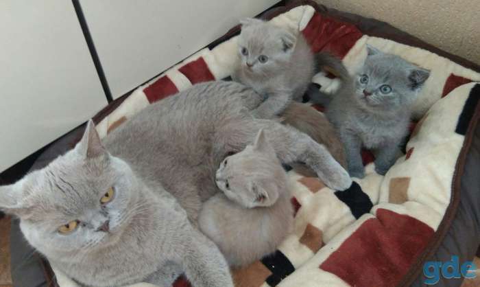 Шотландские котята, фотография 3