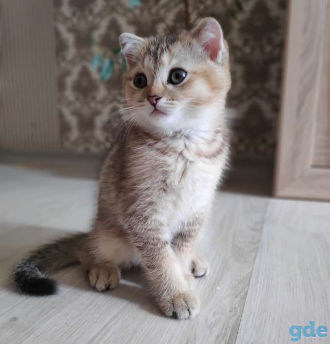 Продаются шотландские котята, фотография 3