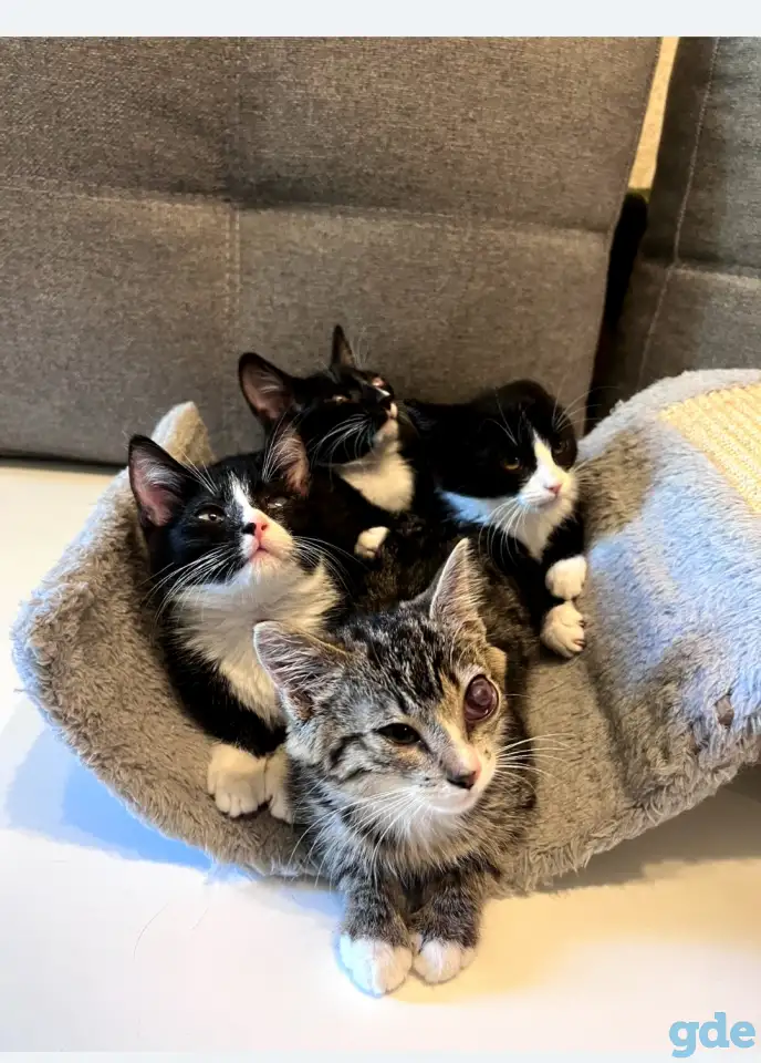 Котята в дар, фотография 6